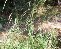 saccharum brevibarbe r.jpg